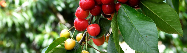 响应式绿色果蔬田园网站